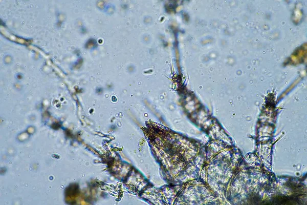 soil microorganisms including nematode, microarthropods, micro arthropod, tardigrade, and rotifers a soil sample, soil fungus and bacteria on a regenerative farm in compost under the microscope in australia