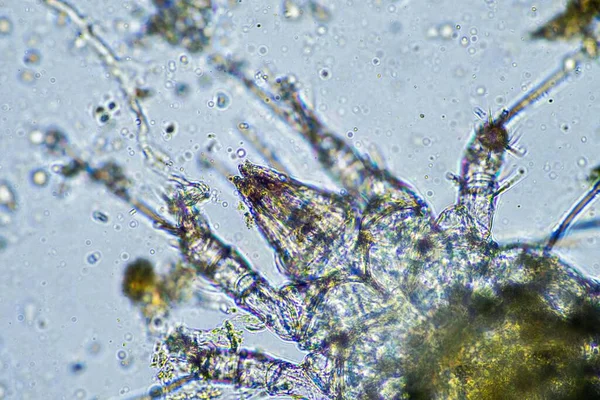 soil microorganisms including nematode, microarthropods, micro arthropod, tardigrade, and rotifers a soil sample, soil fungus and bacteria on a regenerative farm in compost under the microscope in australia
