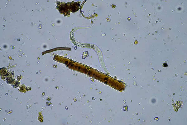 Microorganisms Biology Compost Soil Sample Microscope Australi — Stock Photo, Image