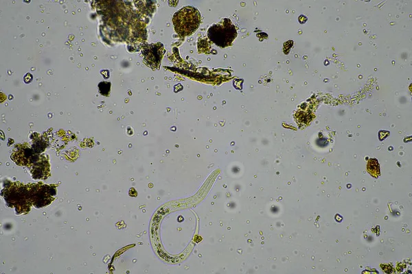 Почвенные Микробы Компосте Ферме Индии — стоковое фото