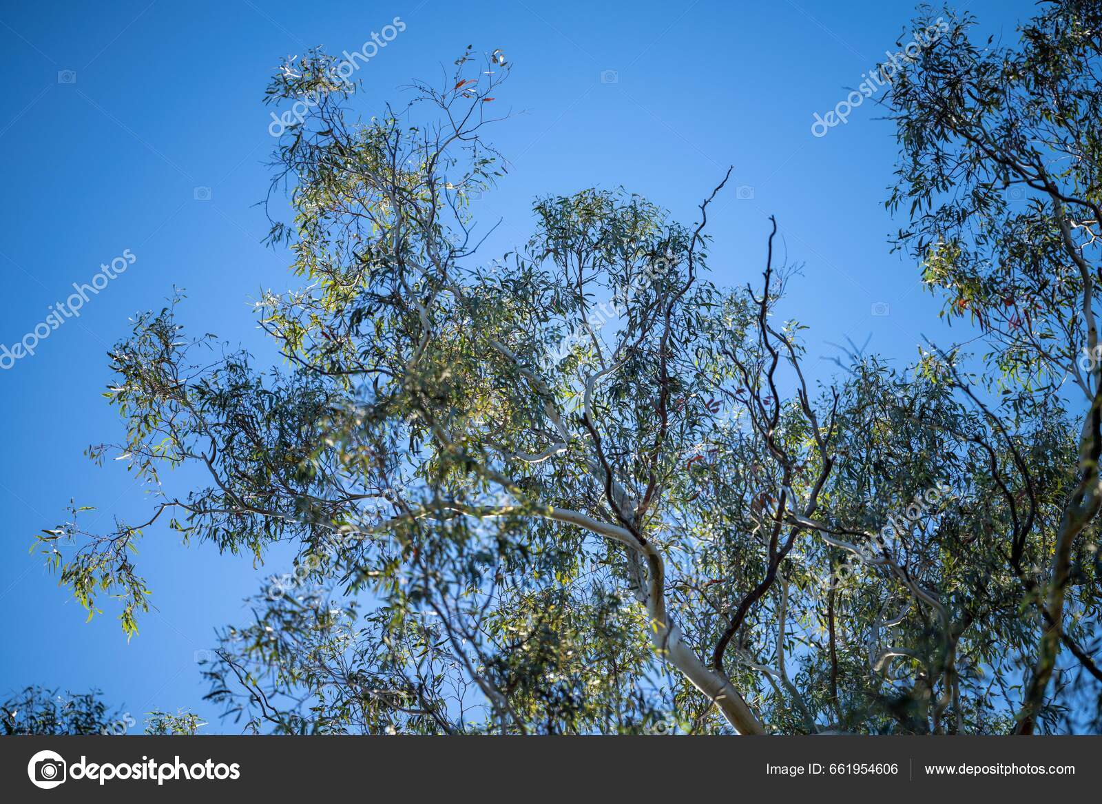 Beautiful Eucalyptus Gum Tree Leaves Branches Reflecting Sunlight ...