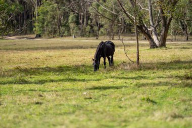 Amerika 'da bir çiftlikte yabani atlar otluyor.