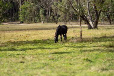 Amerika 'da bir çiftlikte yabani atlar otluyor.