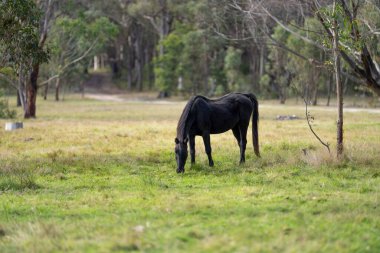 Amerika 'da bir çiftlikte yabani atlar otluyor.