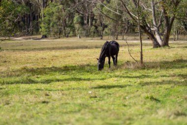 Amerika 'da bir çiftlikte yabani atlar otluyor.