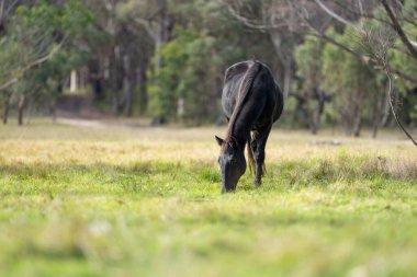 Amerika 'da bir çiftlikte yabani atlar otluyor.