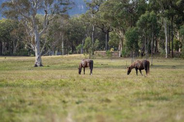 Amerika 'da bir çiftlikte yabani atlar otluyor.