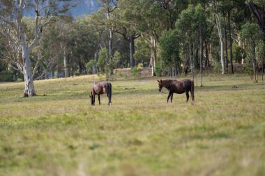 Amerika 'da bir çiftlikte yabani atlar otluyor.
