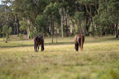 Amerika 'da bir çiftlikte yabani atlar otluyor.