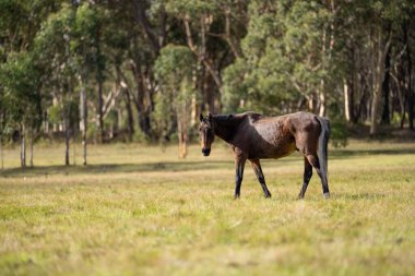 Amerika 'da bir çiftlikte yabani atlar otluyor.