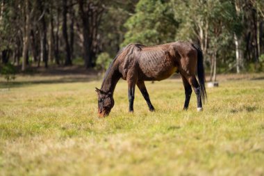 Amerika 'da bir çiftlikte yabani atlar otluyor.