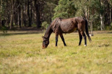 Amerika 'da bir çiftlikte yabani atlar otluyor.