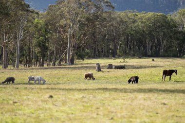 Amerika 'da bir çiftlikte yabani atlar otluyor.