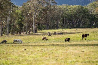 Amerika 'da bir çiftlikte yabani atlar otluyor.