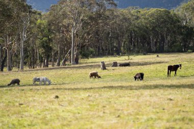 Amerika 'da bir çiftlikte yabani atlar otluyor.
