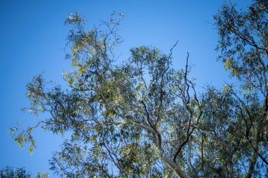 Güzel okaliptüs sakız ağacı, yapraklar ve dallar Avustralya 'nın çalılarında güneş ışığına yansıyor.