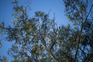 Güzel okaliptüs sakız ağacı, yapraklar ve dallar Avustralya 'nın çalılarında güneş ışığına yansıyor.