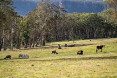 Amerika 'da bir çiftlikte yabani atlar otluyor.