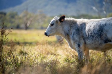 Speckle Park inekleri ve sığırları yenileme amaçlı bir otlak çiftliğinde. Vahşi doğada sürdürülebilir et üretimi. sığırlar uzun otlar üzerinde otluyor. Güzel tarım manzarası yemyeşil çimlerde