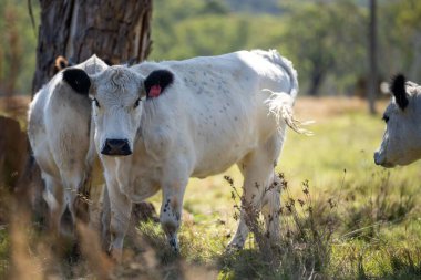 Avustralya yazında rejeneratif tarım çiftliğinin çayırlarında otlayan inekler. Sürdürülebilirlik sığır üretimi. Yuvarlanan tepelerde bulutlar olan tarım arazisi.