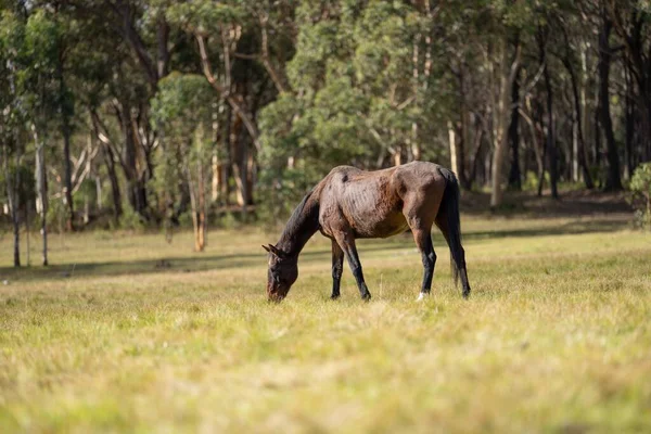 stock image Wild horses grazing on grass on a ranch in America