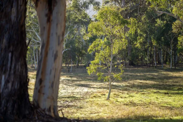 Prachtige Eucalyptus Kauwgom Boom Bladeren Takken Reflecterend Het Zonlicht Australische — Stockfoto