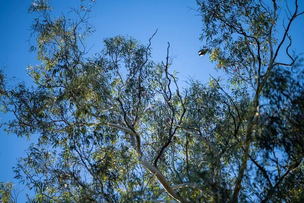 Bela Goma Eucalipto Árvore Folhas Galhos Refletindo Luz Sol Arbusto — Fotografia de Stock