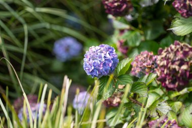 Güzel botanik fotoğrafı, doğal duvar kağıdı. 