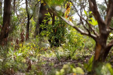 Ormanda yeşil yapraklar 