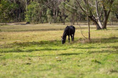 Amerika 'da bir çiftlikte yabani atlar otluyor..