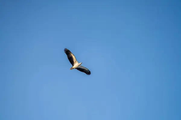 Close Seup Seagull Flying Blue Sky — стоковое фото