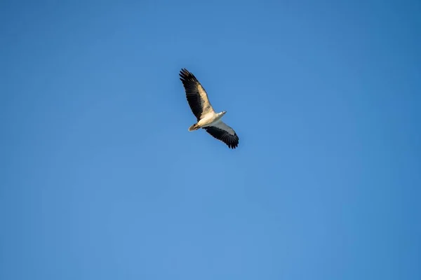 Pájaro Vuela Cielo — Foto de Stock