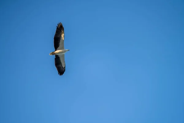 Hermoso Tiro Águila Voladora Cielo Azul — Foto de Stock