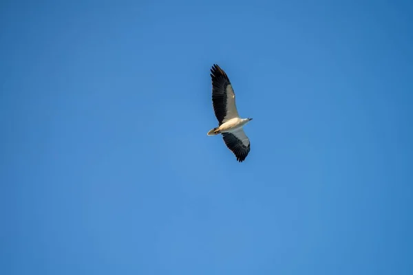 Летающая Чайка Небе — стоковое фото