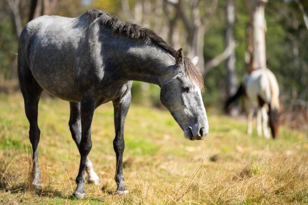 野生の馬がアメリカの牧場で草を放牧 — ストック写真
