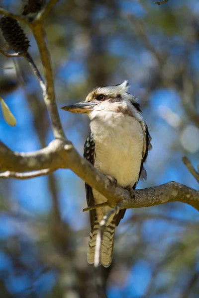 Uccello Bianco Seduto Ramo Albero Nella Foresta — Foto Stock