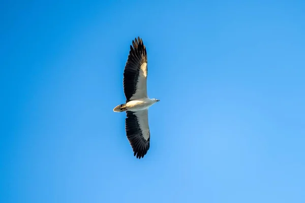 Птица Голубом Небе — стоковое фото