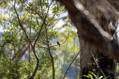 Bulanık arkaplanı olan bir ağaca yakın plan 