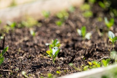 Amerika 'da çiftlikte sebzeler yetişiyor, sürdürülebilir. Bahçedeki salata bitkileri
