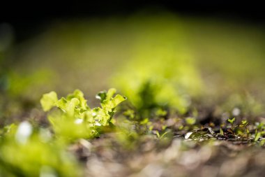 Amerika 'da çiftlikte sebzeler yetişiyor, sürdürülebilir. Bahçedeki salata bitkileri