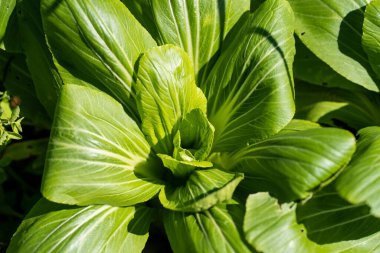 Amerika 'da çiftlikte sebzeler yetişiyor, sürdürülebilir. Bahçedeki salata bitkileri