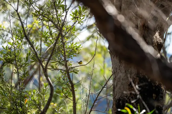 背景がぼやけている木の枝のクローズアップ — ストック写真