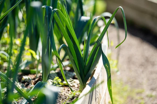 미국의 농장에서 자라는 채소는 가능하게 자랐습니다 정원에 — 스톡 사진