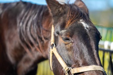 Avustralya 'da bir tarlada at gözü ve göz kirpiklerini kapat.