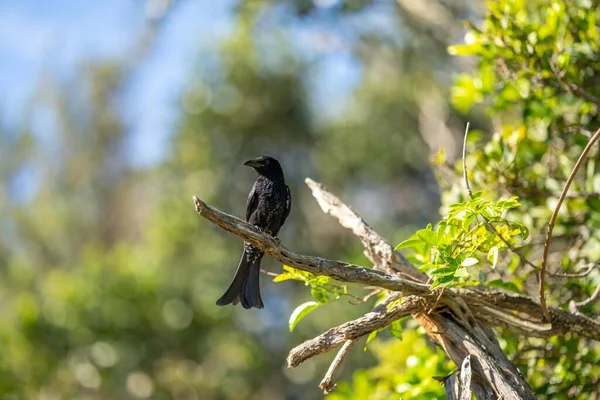 Ptak Drzewach Krzewach Australijskim Lesie Krzewów Gumtree Rodzime Rośliny Rosnące — Zdjęcie stockowe