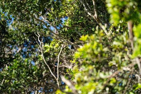 オーストラリアのブッシュフォレストの木や低木で鳥 春にオーストラリアで成長するガムツリーと在来植物 — ストック写真