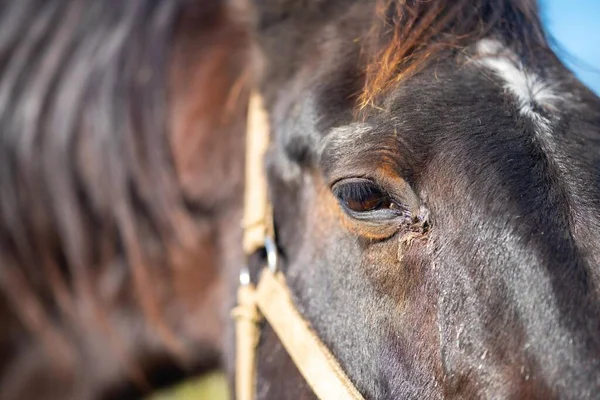 Close Horse Eye Eye Lashes Field Australia — Stock Photo, Image