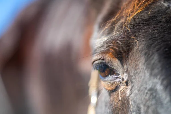 Nahaufnahme Eines Pferdeauges Und Wimpern Auf Einem Feld Australien — Stockfoto