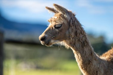 Alpaka sürüsü, tarlada otlayan alpakalar. Avustralya 'da bir çayırda beyaz lama