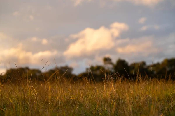 再生可能な農業農場に住む長い草です 春にはオーストラリアのブッシュの草原に放牧され — ストック写真